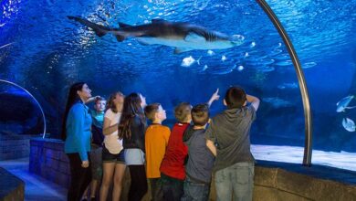 S.E.A Aquarium