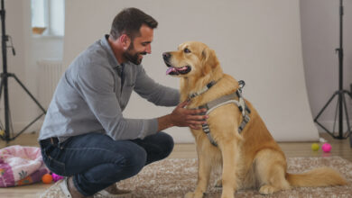 Tips for Making Your Dog Comfortable on Shoot Day